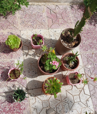 jardinage-9-pots-de-plantes-variees-el-khroub-constantine-algerie