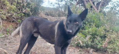 dog-chien-malinois-noir-charbonne-aokas-bejaia-algeria