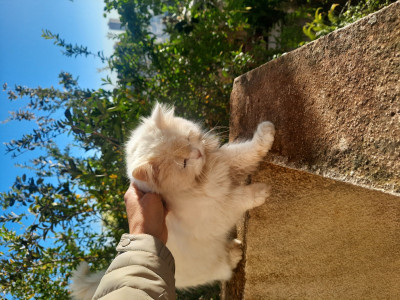 cat-chat-persan-saoula-alger-algeria