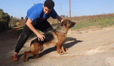 chien-femelle-berger-allemand-khraissia-alger-algerie