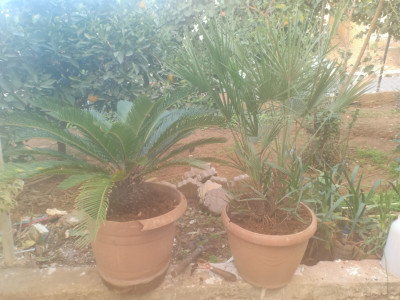 plantes-et-fleurs-palmier-nain-chamaerops-humilis-cycas-el-affroun-blida-algerie