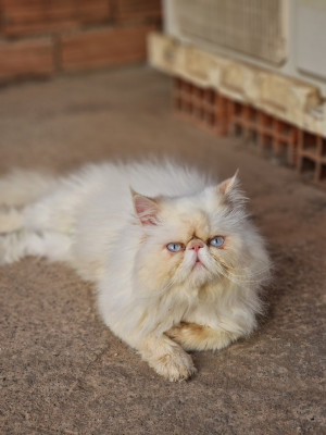 قطة-male-pour-laccouplement-الجزائر-وسط