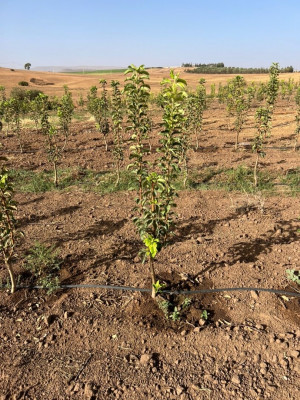 terrain-agricole-vente-sidi-bel-abbes-oued-sefioun-algerie