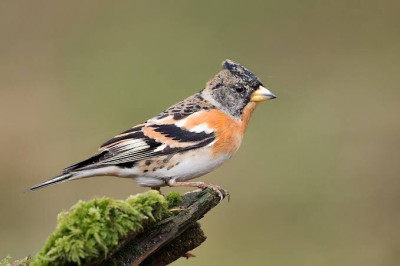 oiseau-pinson-bordj-el-kiffan-alger-algerie