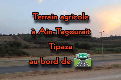 Vente Terrain Agricole Tipaza Ain tagourait