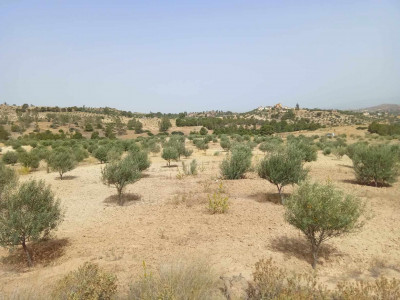 terrain-agricole-vente-bouira-algerie