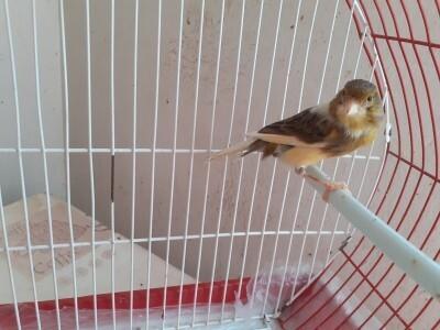 عصفور-femelle-canaris-panache-wajda-بئر-مراد-رايس-الجزائر