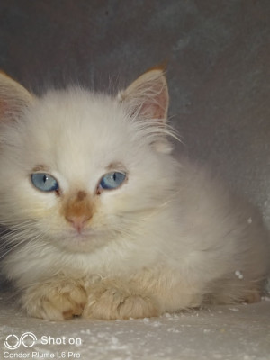 chat-persan-25-mois-yeux-bleu-male-alger-centre-algerie