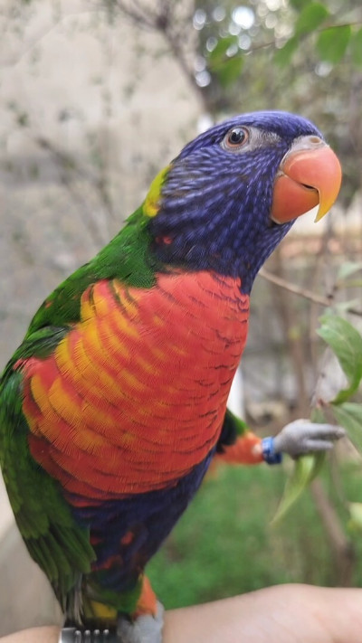 oiseau-loriquet-dresser-bir-el-djir-oran-algerie