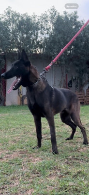 chien-un-male-malinoi-de-11mois-charbonne-plaint-caractere-vous-attend-staoueli-alger-algerie