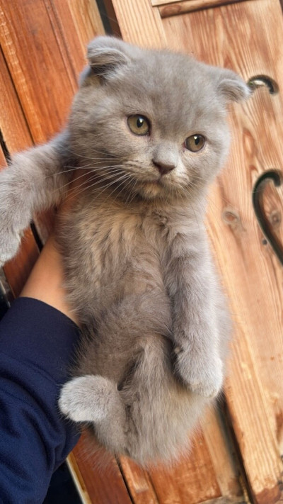 chat-scottish-fold-lilac-birtouta-alger-algerie