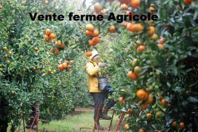 terrain-agricole-vente-el-taref-asfour-tarf-algerie
