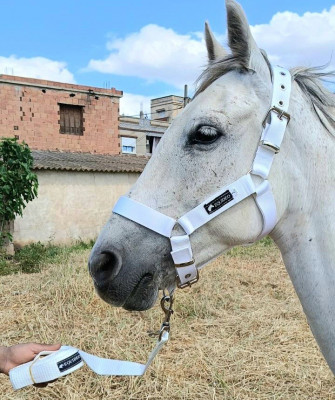 أكسسوارات-للحيوانات-materiel-equitation-المحمدية-الجزائر