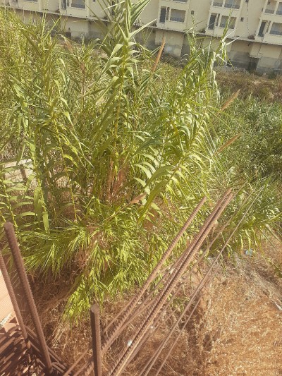 Vente Terrain Alger Ouled fayet