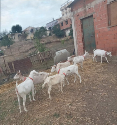 animaux-de-ferme-chiver-sanan-tizi-rached-ouzou-algerie