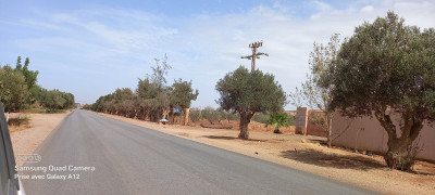 terrain-agricole-location-mascara-sig-algerie