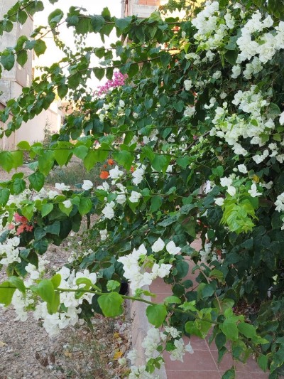 Sell Land Tipaza Bou ismail