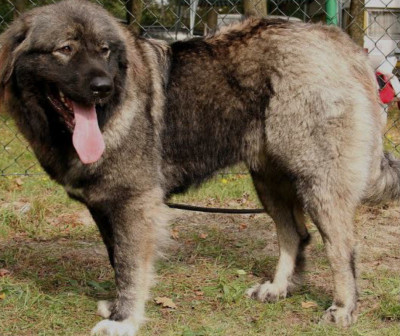 dog-vente-un-chien-caucase-tizi-ouzou-algeria