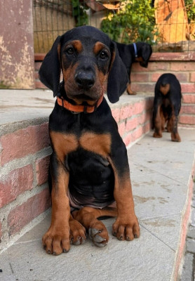 chien-dodobermann-noir-et-feu-elevage-europeen-dar-el-beida-alger-algerie