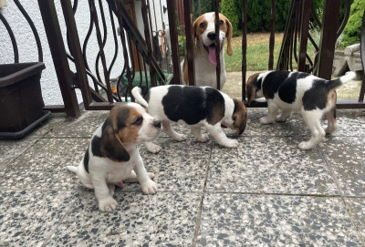 chien-beagle-elevage-europeen-dar-el-beida-alger-algerie