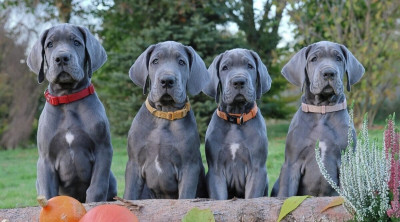 chien-dogue-allemand-bleu-elevage-europeen-dar-el-beida-alger-algerie