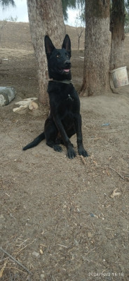 chien-جرو-مالينوا-ذكر-للبيع-souagui-medea-algerie