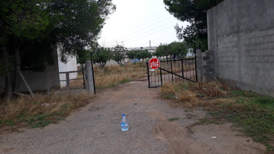 terrain-agricole-location-mila-tadjenanet-algerie