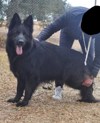 chien-berger-allemand-black-royal-mostaganem-algerie