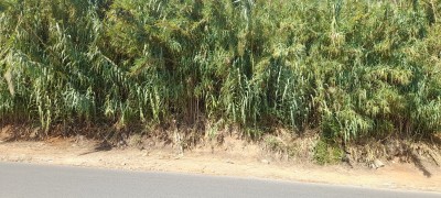 بيع أرض الجزائر درارية