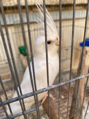 oiseau-calopsitte-albino-tipaza-algerie