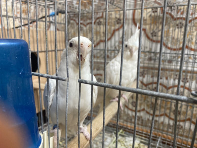 oiseau-calopsitte-albino-tipaza-algerie