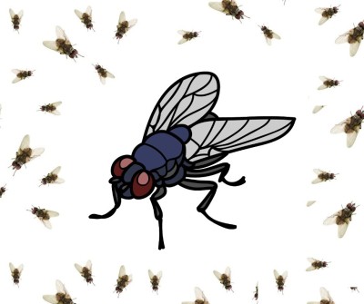 Extermination des mouches  القضاء على الذبان 