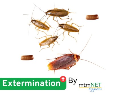 Extermination des cafards à chlef et ses environs 