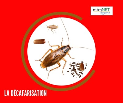 Extermination des Cafards à oran