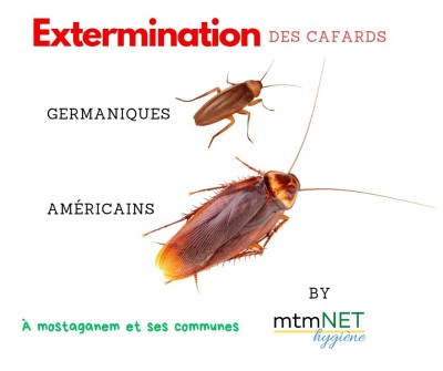 Extermination des Cafards à Mostaganem 