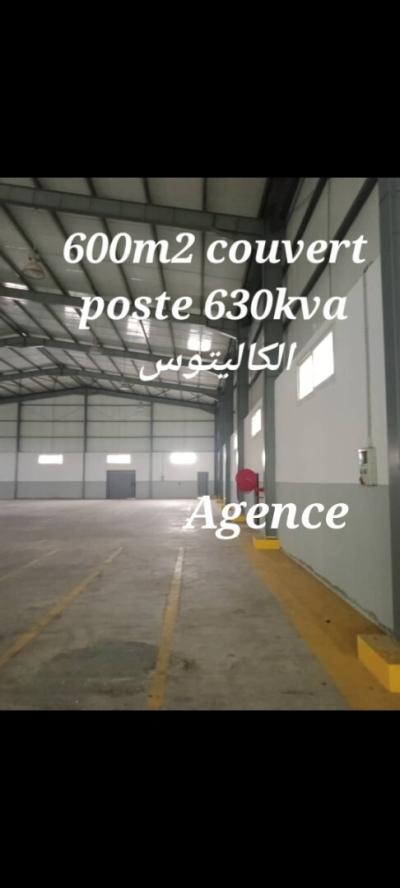 Location Hangar Alger Les eucalyptus