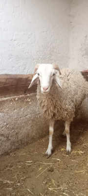 Tondeuse Mouton Honestpro طوندوز كباش - Alger Algérie