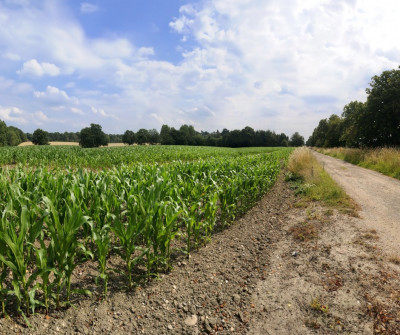 terrain-agricole-vente-saida-maamora-algerie