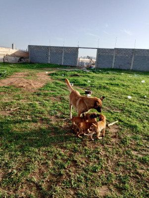 chien-malinois-azzaba-skikda-algerie