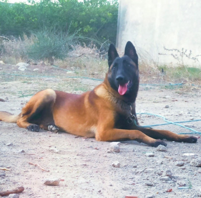 chien-malinois-pure-sang-kouba-alger-algerie