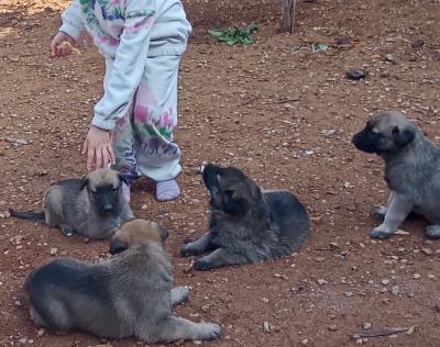 chien-كروزي-مالنوا-بارجي-ألمو-chettia-chlef-algerie