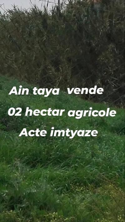 Sell Farmland Alger Ain taya