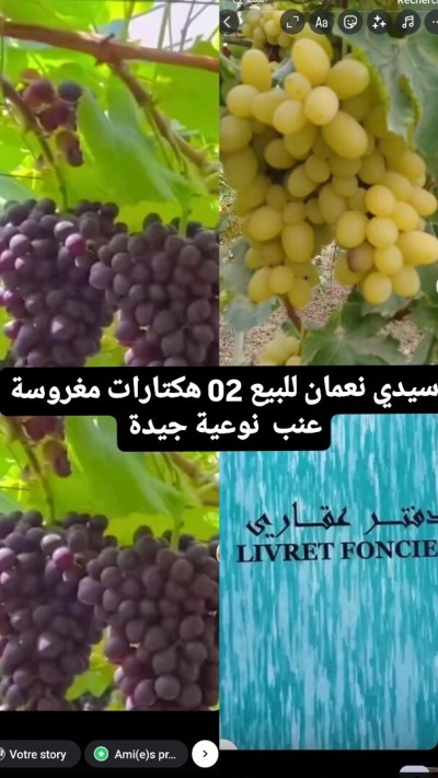 بيع أرض فلاحية تيزي وزو سيدي نعمان