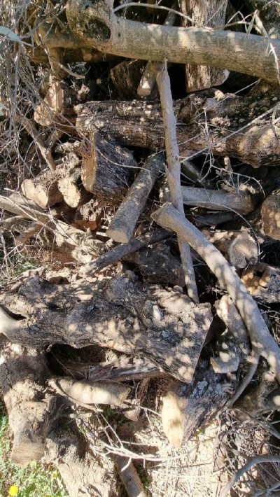 arbres-vente-de-bois-djidioua-relizane-algerie