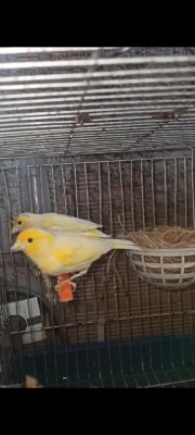 oiseau-couple-canari-ben-aknoun-alger-algerie