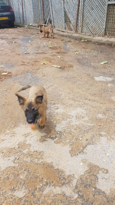 chien-malinois-alger-centre-algerie