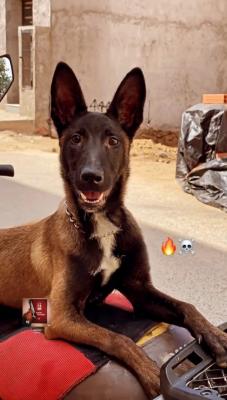 Étui de protection pour collier de chien CHAFIN Algeria