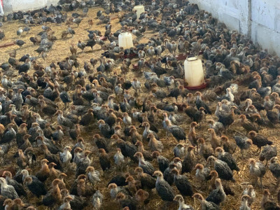 animaux-de-ferme-فلوس-فيومي-boudouaou-boumerdes-algerie