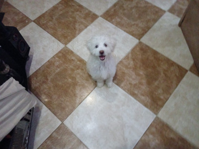 chien-caniche-bichon-maltais-de-race-pure-kolea-tipaza-algerie