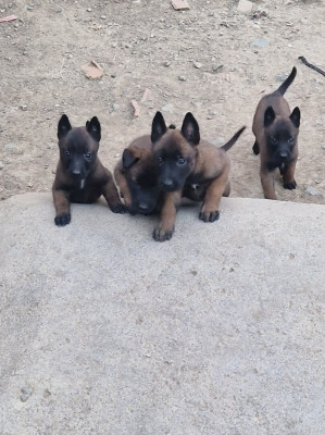 chien-chiot-malinois-reghaia-alger-algerie